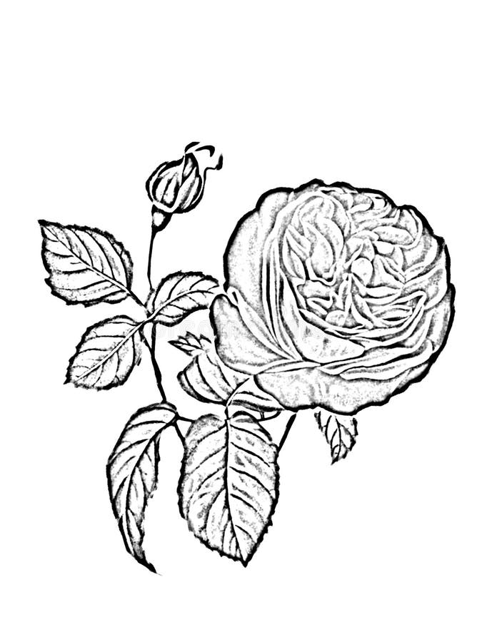 Rose Flower Drawing Black and White Stock Illustration Illustration