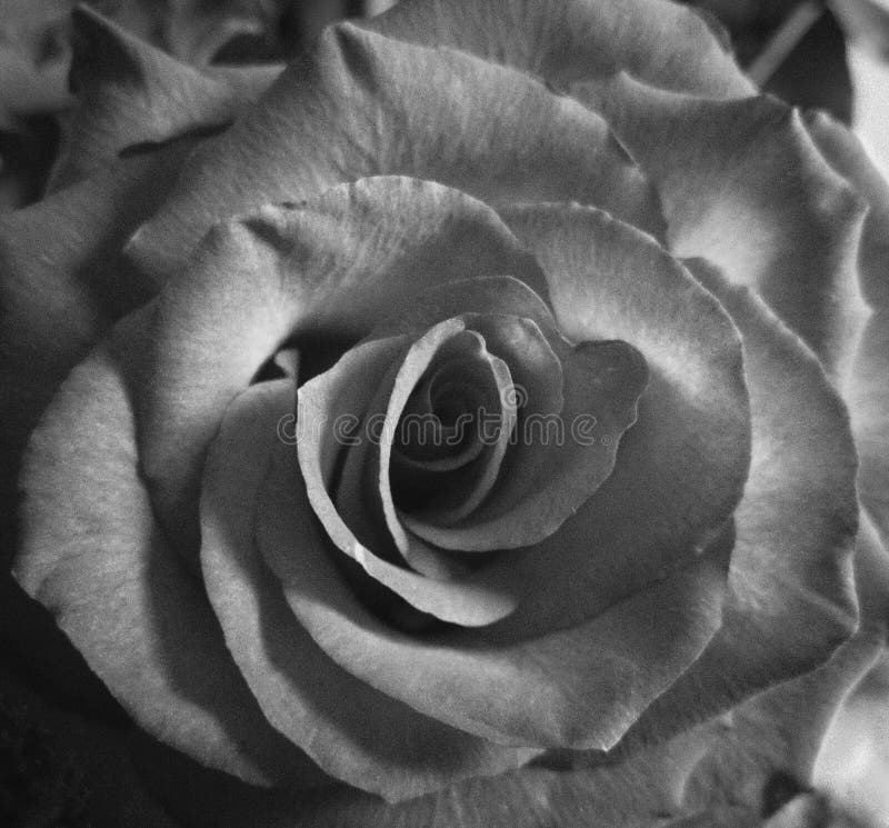 Rose Flower in Black and White Stock Photo Image of rose, monochrome 107074004
