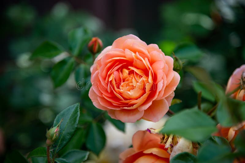 Rose Flower Blooming in Melbourne Stock Photo Image of beauty