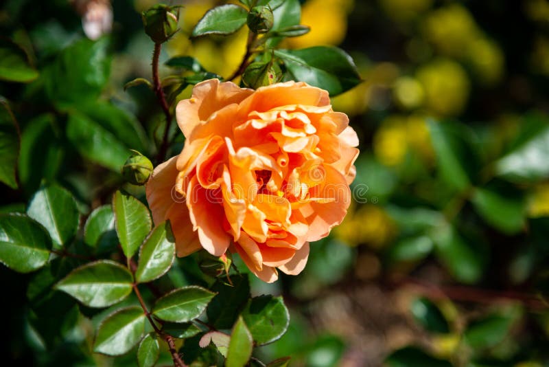 Rose Flower Blooming in Melbourne Stock Photo Image of flower