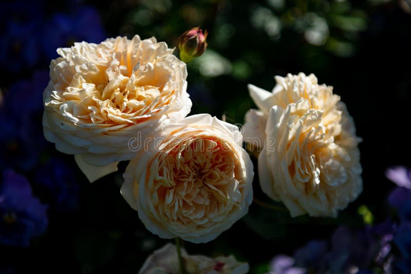 Rose Flower Blooming in Melbourne Stock Image Image of color, bloom