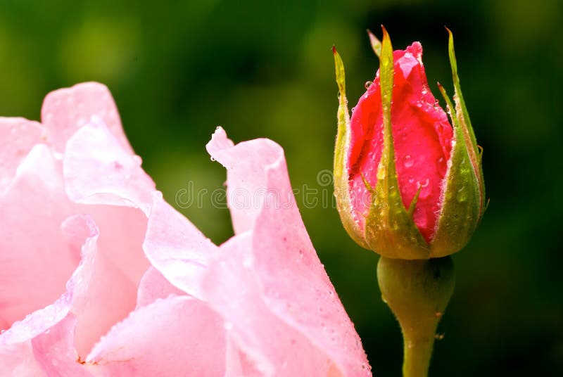 Rose flower bud stock image. Image of nature, flowerbed 44611667