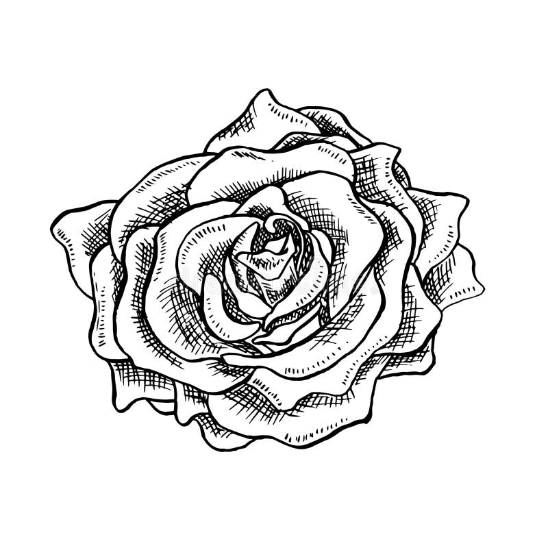 Rose Flower Bud dans le style de croquis Le vecteur tiré par la main se développant de fleur simple de Rose Head a isolé Rose Ill illustration stock Rose Flower Bud dans le style de croquis Le vecteur tiré par la main se développant de fleur simple de Rose Head a isolé Rose Ill illustration stock