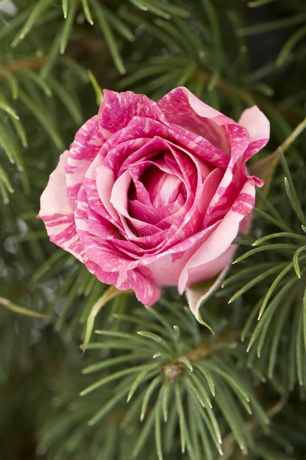 Rose Flower On Christmas Tree Holiday Background Stock Photo Image of