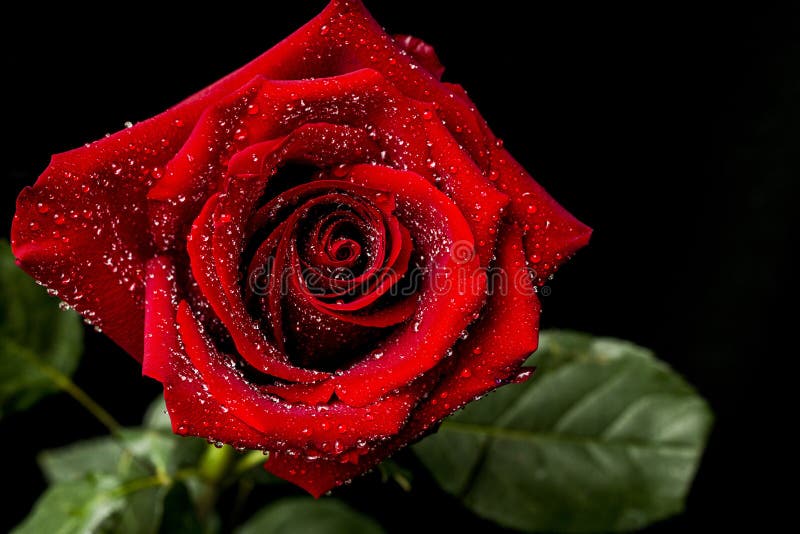 Black Red Outline Rose Flower Stock Photos Free & RoyaltyFree Stock Photos from Dreamstime