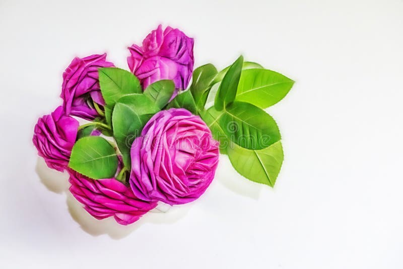 Rose Flower of Elegance in Nature Stock Photo Image of botanical