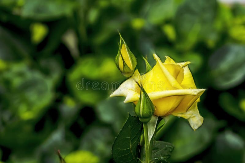 Rose Flower of Elegance in Nature Stock Photo Image of floral, close