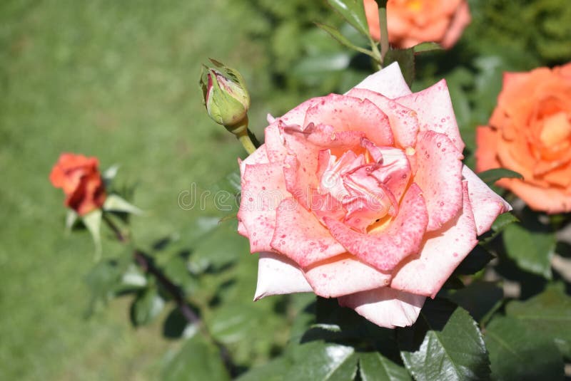 Rose, Flower, Rose Family, Floribunda Picture. Image 117729435