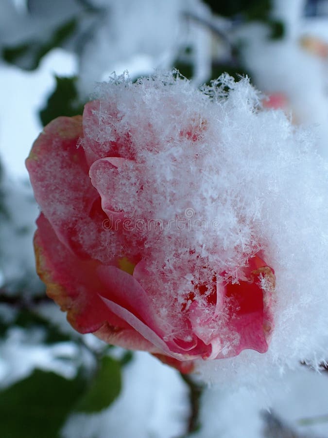 Rose, Flower, Rose Family, Garden Roses Picture. Image 102708120