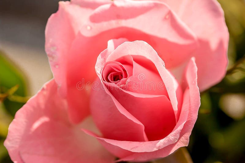 Flower, Rose, Rose Family, Pink Picture. Image 102880467