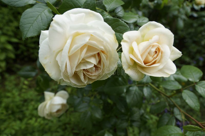 Rose, Flower, Rose Family, Plant Picture. Image 109022704