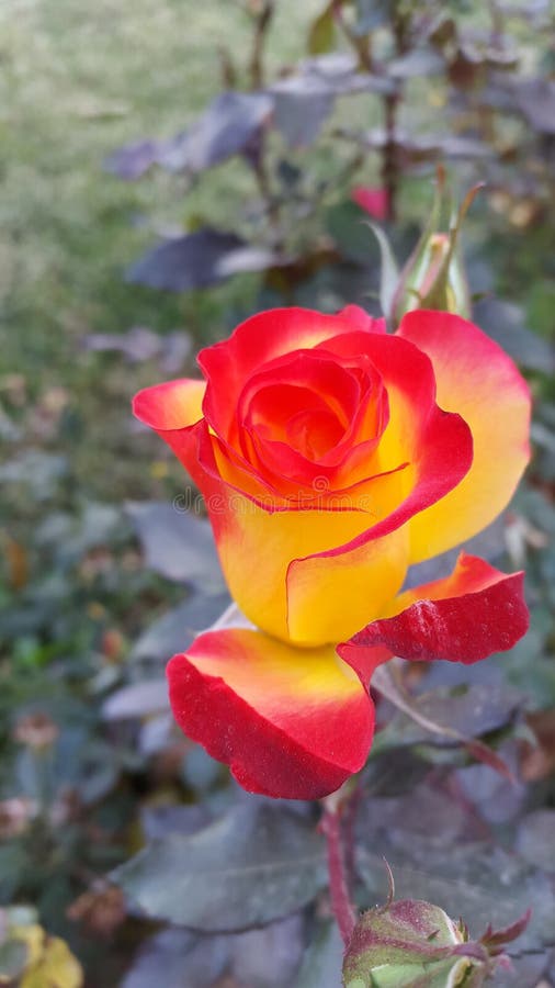 Flower on the farm stock photo. Image of yellow, rose 151472926