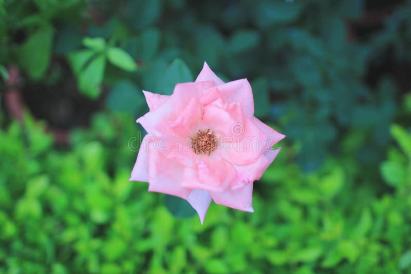 The Rose Flower at Flower Bed Stock Image Image of closeup, pink