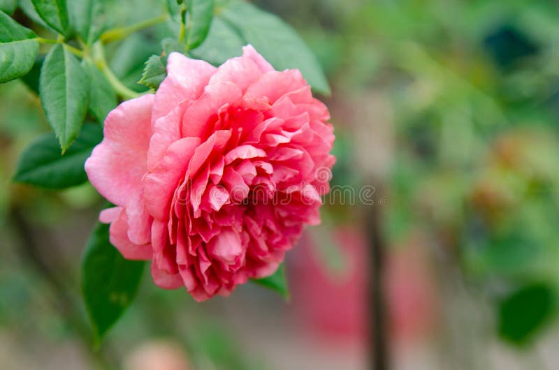 Rose Flower Flowers of Love Stock Image Image of bunch, gift 270350351