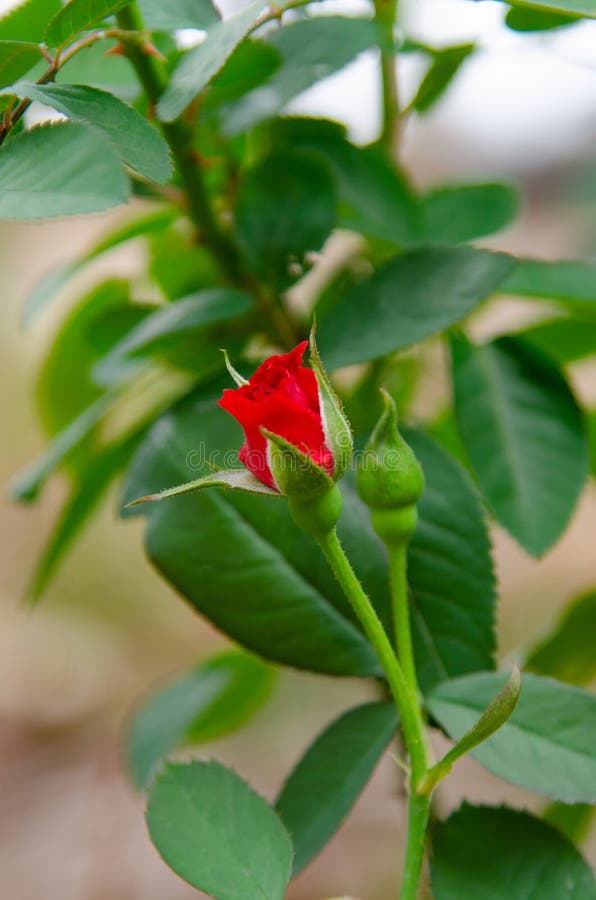 Rose Flower Flowers of Love Stock Image Image of closeup, nature