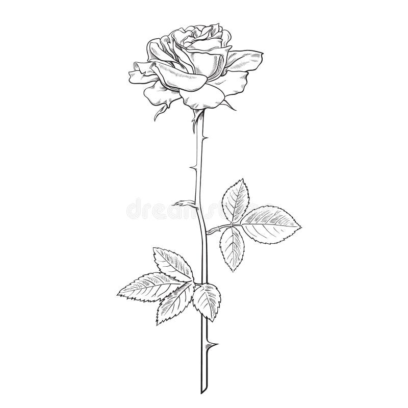 Rose sketch. Black outline on white background. Vector | Stock vector |  Colourbox