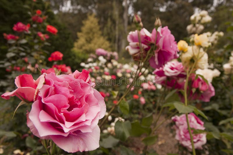 Rose flower garden