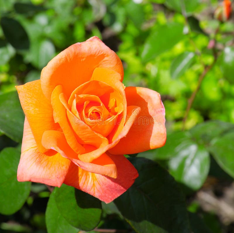 Rose Flower Isolated on White Background. Free Space for Text Stock