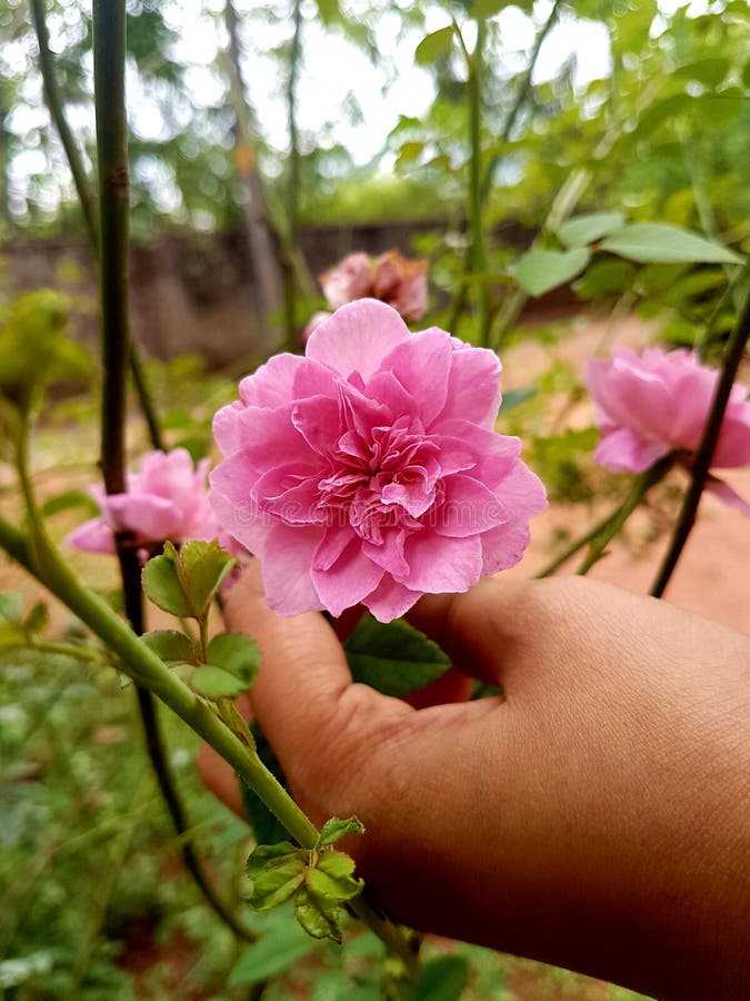 Rose flower in girl hands stock photo. Image of hands 159747666