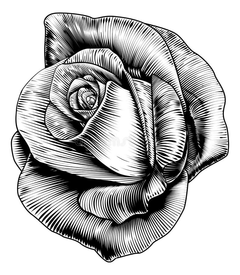 Rose Flower in gravierter Ätzungsholzschnitt-Art