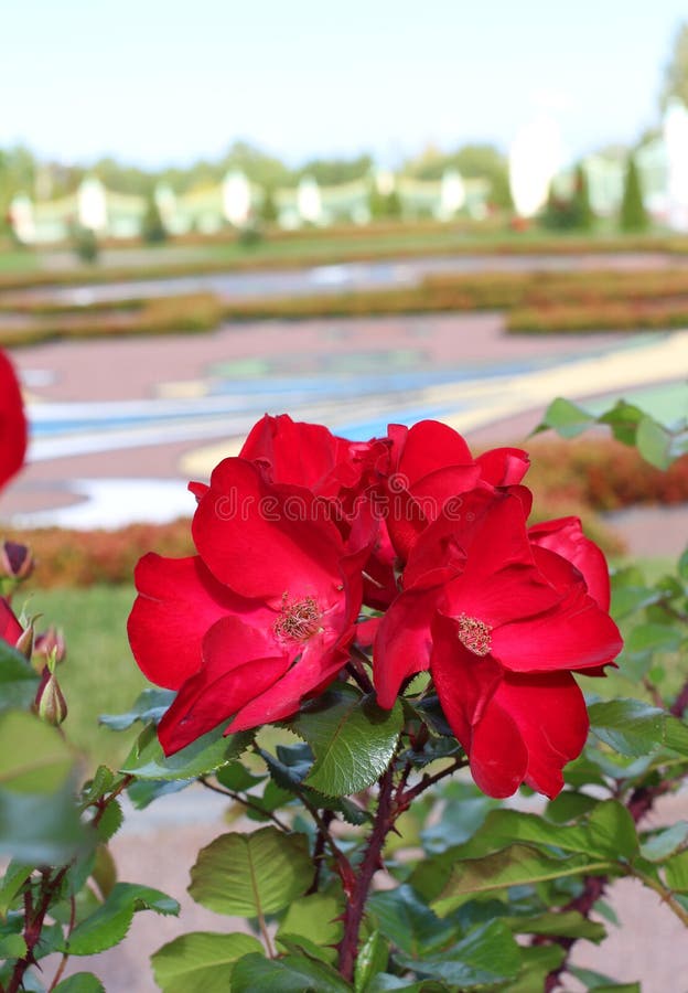 Rose flower on green stock photo. Image of leaves, background 85249246