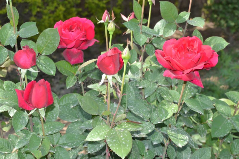 Rose Flower Gulab ka phool stock photo. Image of flower - 219797584