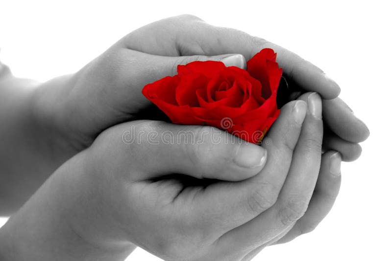 Rose flower in hand on white background