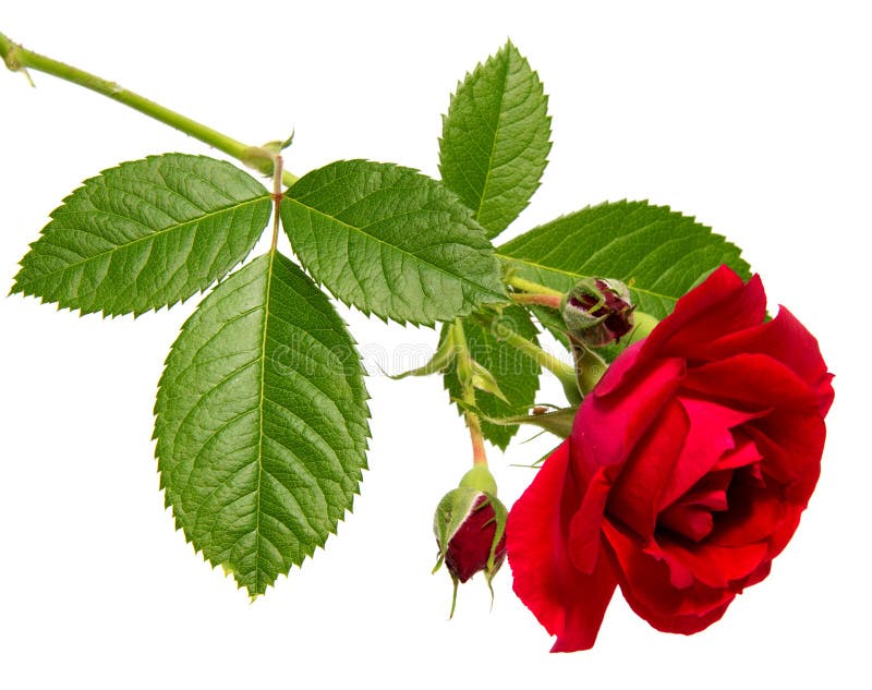 Rose Flower Head Isolated on White Background , Stock Photo - Image of ...