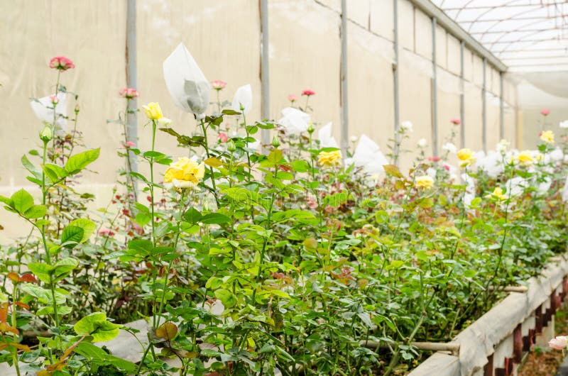 Rose Flower Inside Greenhouse Stock Photo Image of harvest