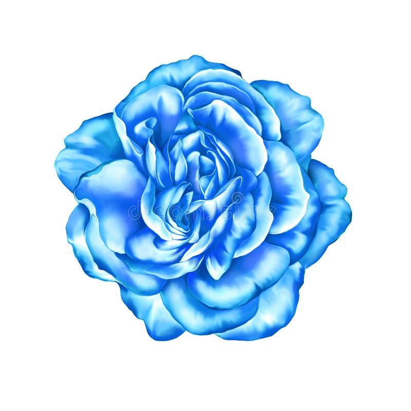 Blue Rose Flower Isolated on White Background/ Stock Illustration 