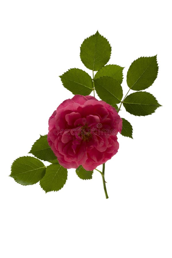 Rose flower with leaves stock image. Image of blooming 93614483