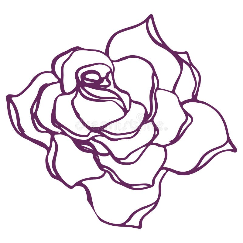 Rose Flower Line Art in Realistic Style. Vector Image Stock Vector