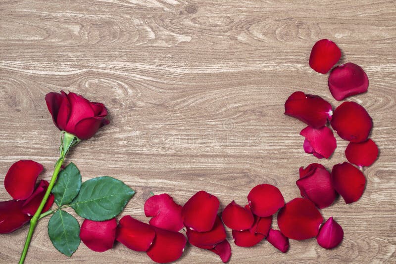 A Rose and Flower Petals Arranged on a Wooden Floor Stock Image Image
