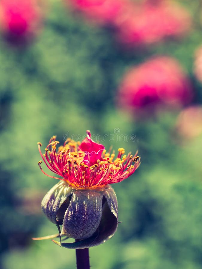 Rose Flower Without Petals In The Garden Stock Image Image of close