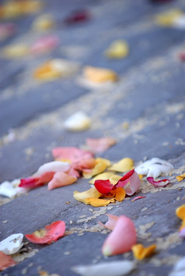 Rose Flower Petals and Rice Stock Photo Image of detail, bridal 3574694