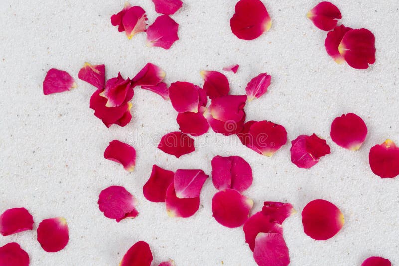 Rose flower petals stock photo. Image of japanese, calm 96591722