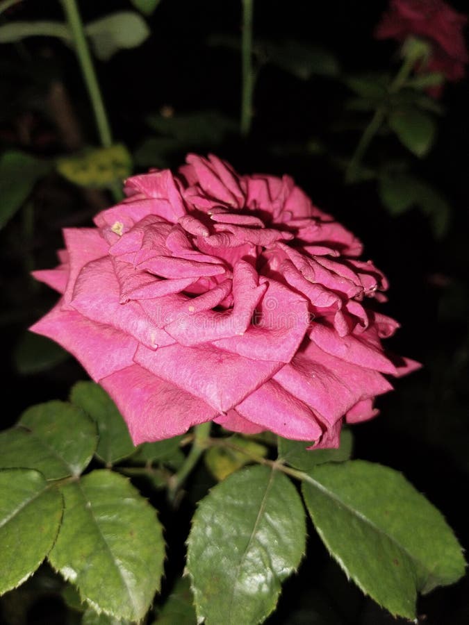 Rose Flower Photo from Night Stock Image Image of rose, night 248863063