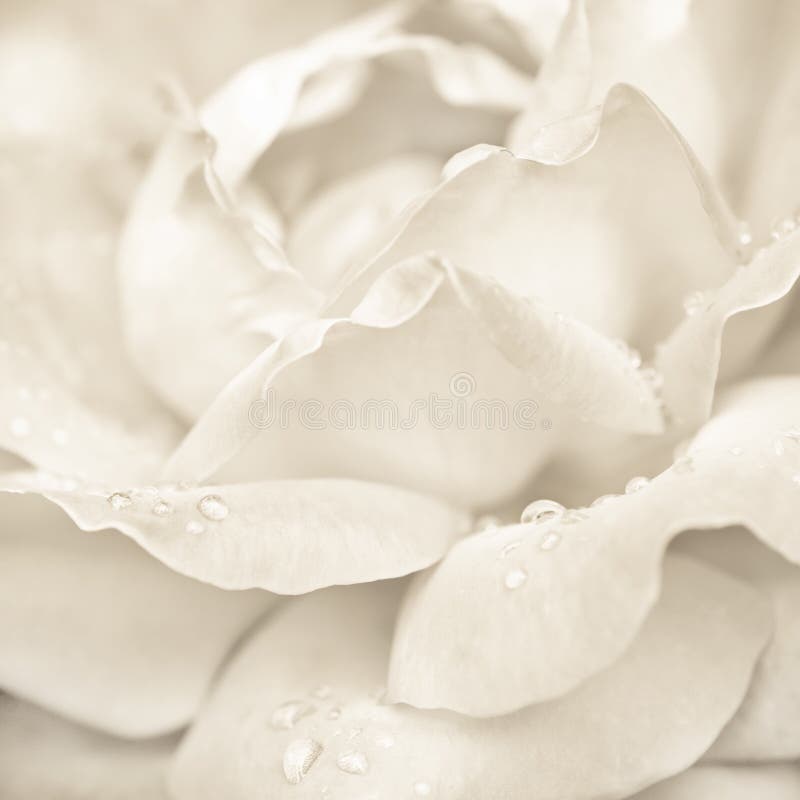 Rose flower with rain drops