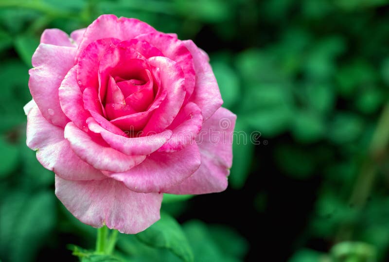 Rose Flower in Roses Garden Stock Image Image of beautiful, bouquet