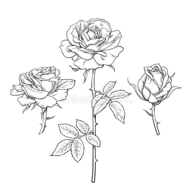 Rose Flower Set. Hand Drawn Realistic Open Rosebuds. Vector ...