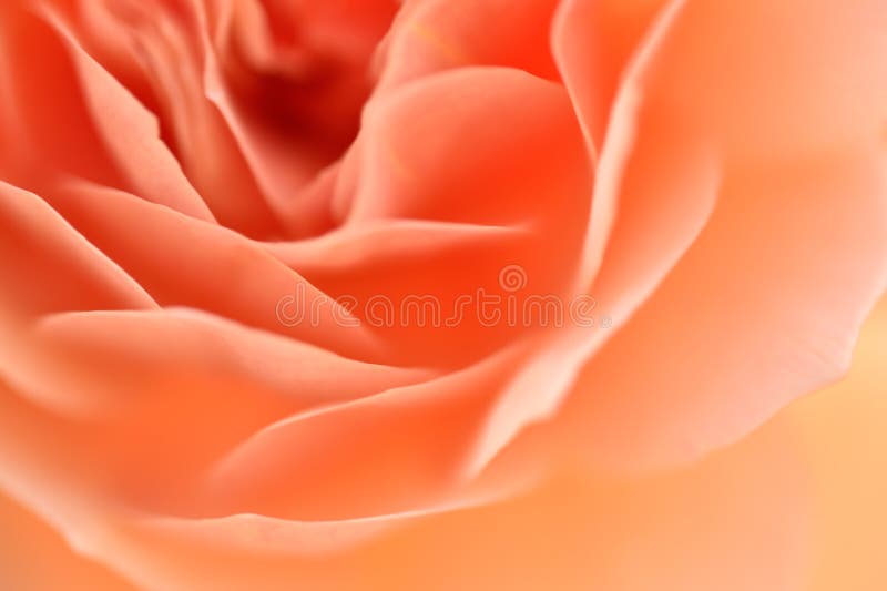 Rose Flower with shallow depth of field and soft focus