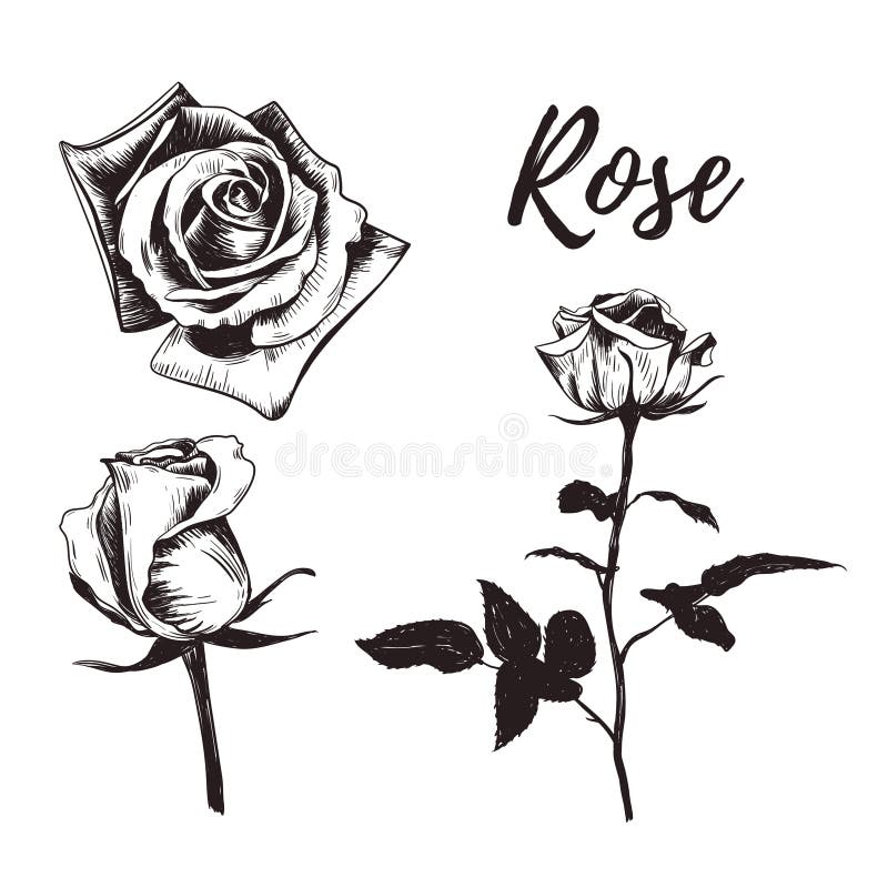 Rose Tattoo. Hand Drawing On Paper. Stock Photo, Picture and Royalty Free  Image. Image 43736557.