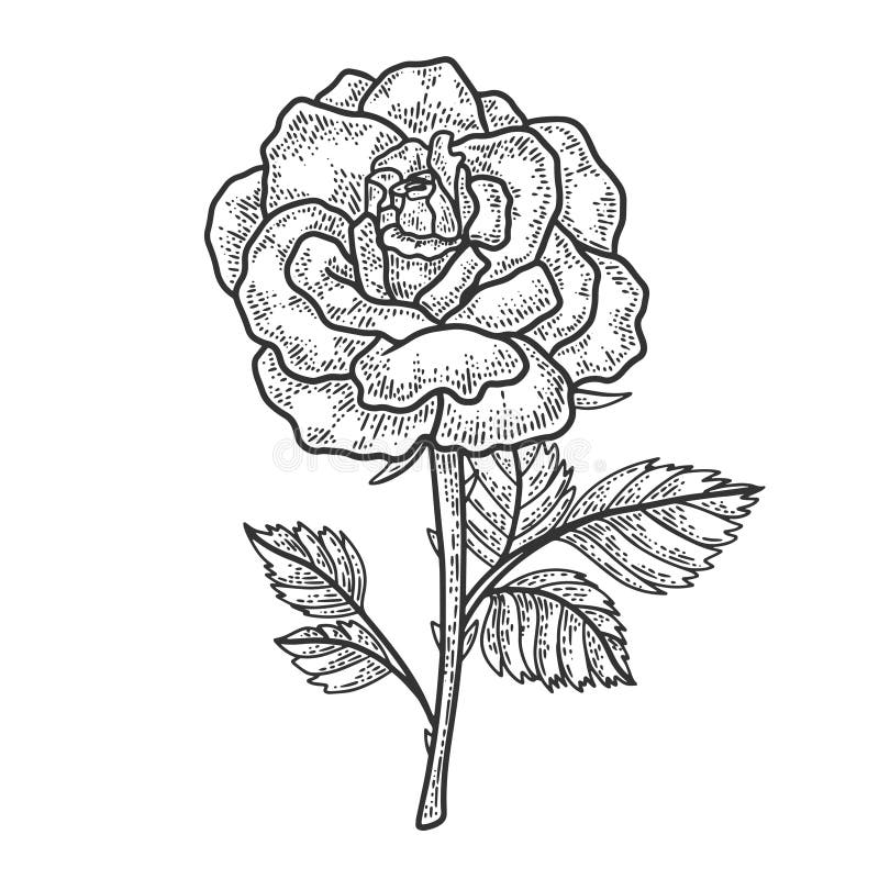 Rose Flower Engraving Style Vector Illustration Stock Vector ...