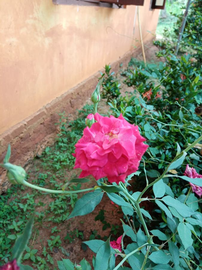 Beautiful Rose Flower in Sri Lanka Stock Image Image of bloomed, smart 190853359