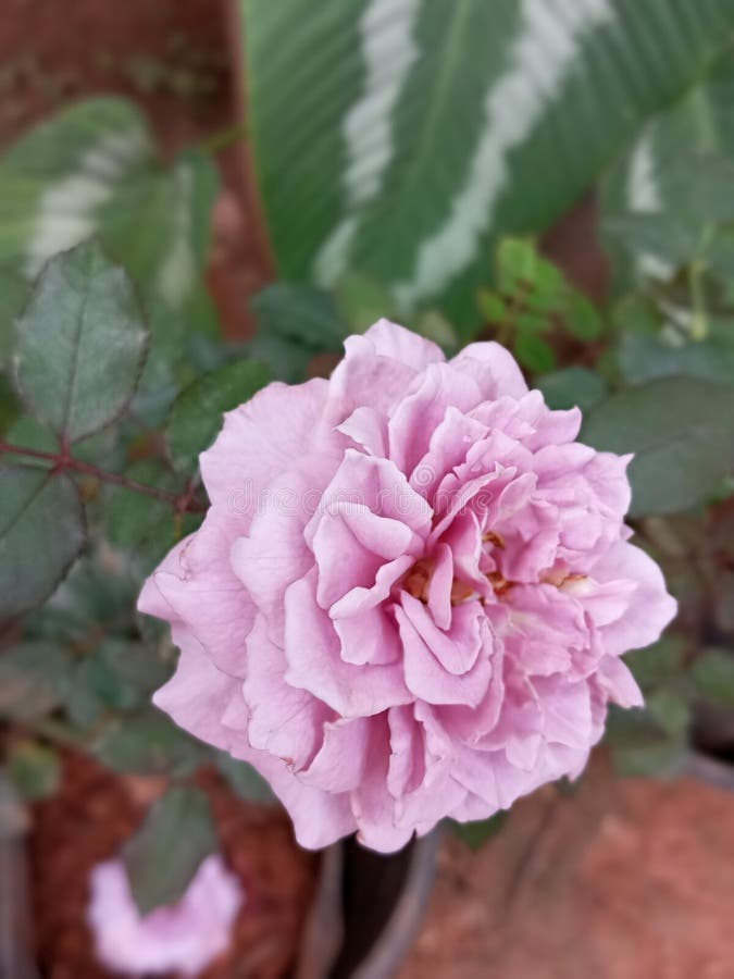 Rose Flower in Sri Lanka stock image. Image of lanka 239745503