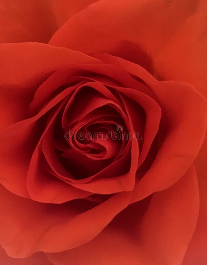 Rose flower wallpaper royalty free stock photos Rose flower wallpaper royalty free stock photos