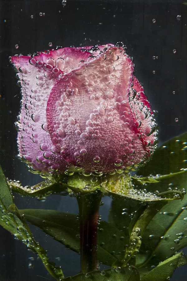 Rose flower in water stock photo. Image of plant, bubbles 26712016
