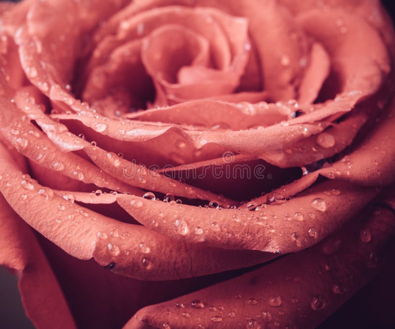 Rose Flower with Water Drops Stock Image Image of blossom, drops