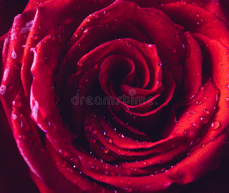 Rose Flower with Water Drops Stock Image Image of dramatic, passion