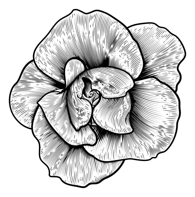 Rose Flower Woodcut Vintage Engraved-Radierung